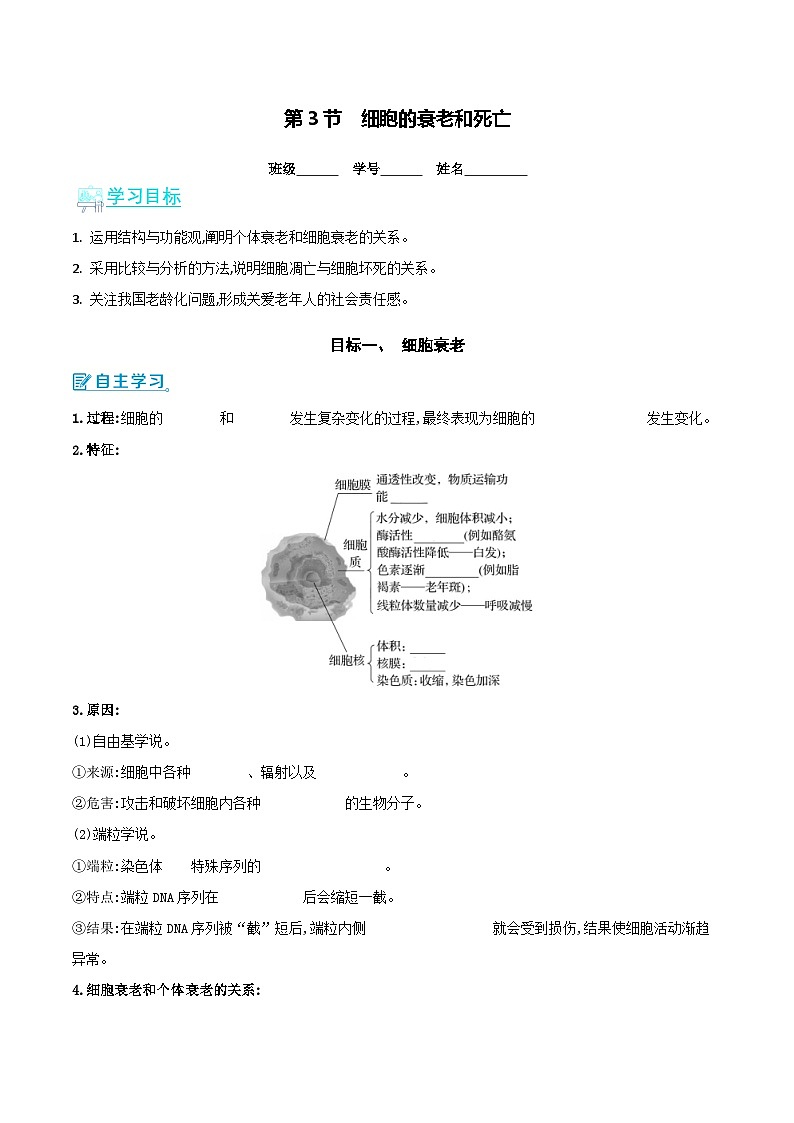 人教版(2019)高中生物必修一 6.3《细胞的衰老和死亡》导学案(原卷+解析卷)01