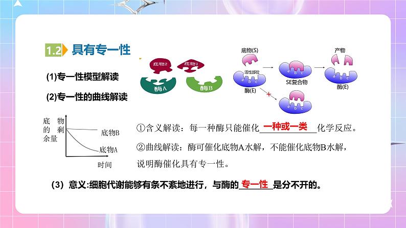 人教版(2019)高中生物必修一 5.1.2《酶的特性》课件06