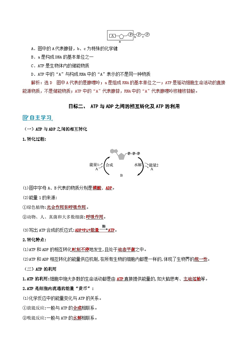 人教版(2019)高中生物必修一 5.2《细胞的能量“货币”ATP》导学案(原卷+解析卷)03