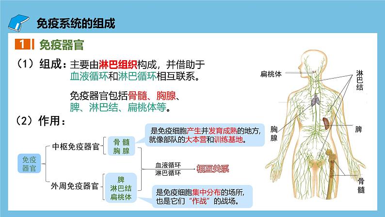 人教版高二生物选择性必修一 4.1 《免疫系统的组成和功能》课件06