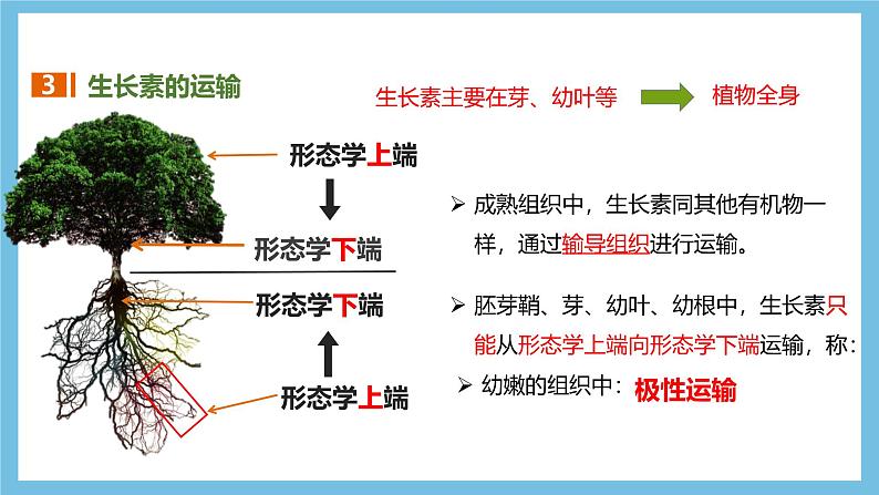 人教版高二生物选择性必修一 5.1.2 《生长素的合成、运输与分布和生长素的生理作用》课件第6页