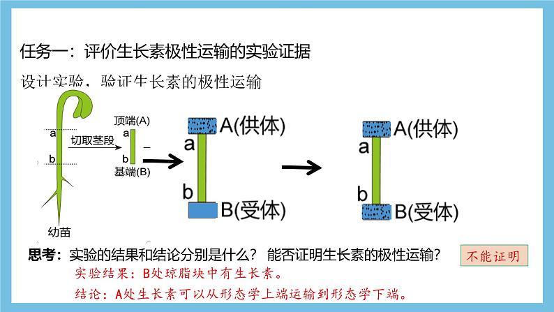 人教版高二生物选择性必修一 5.1.2 《生长素的合成、运输与分布和生长素的生理作用》课件第8页