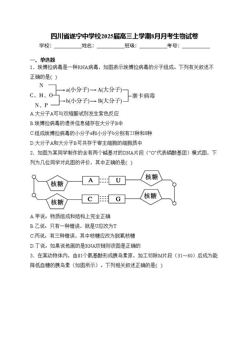 四川省遂寧中學校2025屆高三上學期8月月考生物試卷(含答案)第1頁