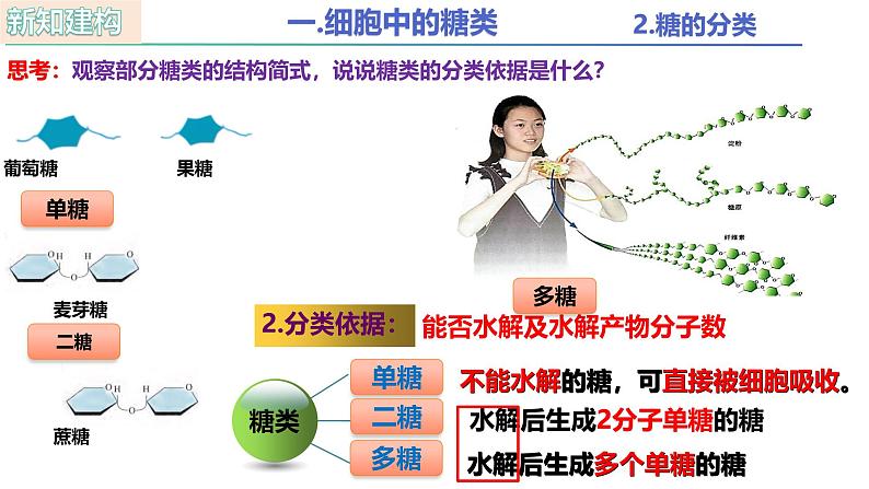 人教版(2019)高中生物必修一2.3 《细胞中的糖类和脂质》(2课时) 课件06