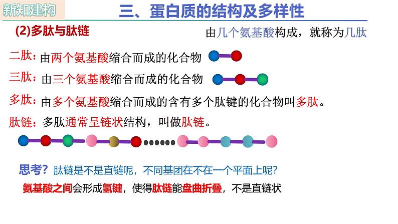 人教版(2019)高中生物必修一2.4《蛋白质是生命活动的主要承担者》(第2课时)课件07