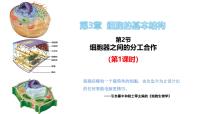 高中生物人教版 (2019)必修1《分子与细胞》第2节 细胞器之间的分工合作优质课件ppt