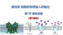 人教版（2019）高中生物必修一4.1《 被动运输》（第3课时）课件
