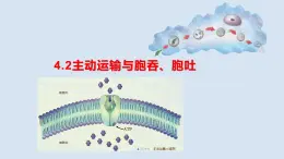 人教版（2019）高中生物必修一4.2《主动运输与胞吞、胞吐》（1课时）课件