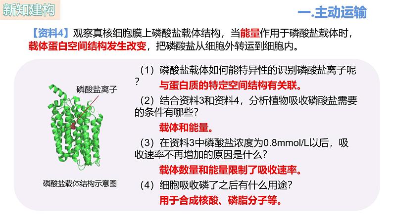 人教版(2019)高中生物必修一4.2《主动运输与胞吞、胞吐》(1课时)课件第5页
