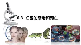 人教版（2019）高中生物必修一6.3《细胞的衰老和死亡》(1课时）课件