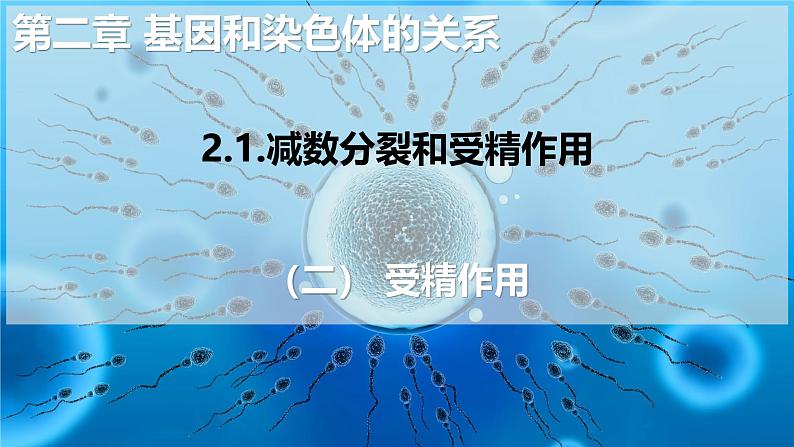 人教版(2019)高中生物必修二2.1《减数分裂和受精作用》(二):受精作用(1课时)课件01