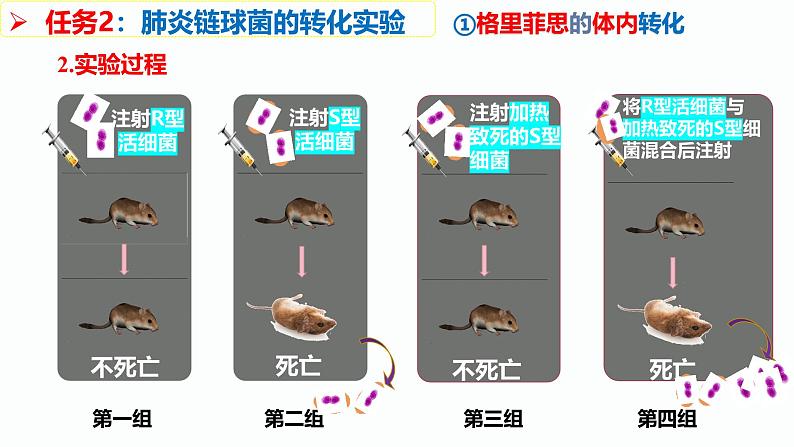 人教版(2019)高中生物必修二3.1《DNA是主要的遗传物质》(2课时)课件08