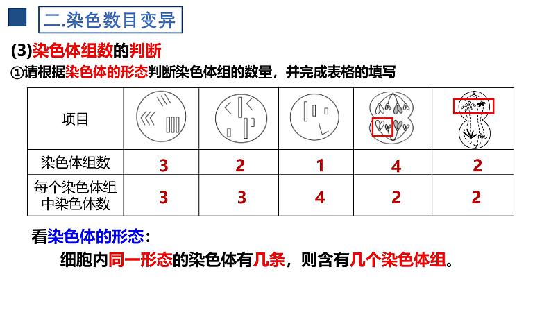 人教版(2019)高中生物必修二5.2《染色体变异》(2课时)课件07
