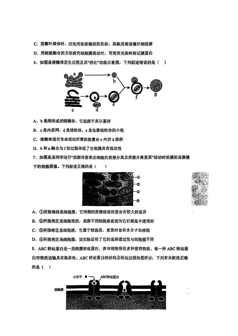 江西省宜春市丰城市第二中学2024-2025学年高三上学期8月第一次月考生物试题第2页