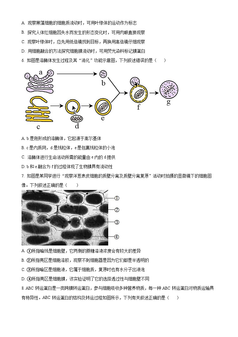江西省宜春市丰城市第二中学2024-2025学年高三上学期8月第一次月考生物试题(原卷版)第2页