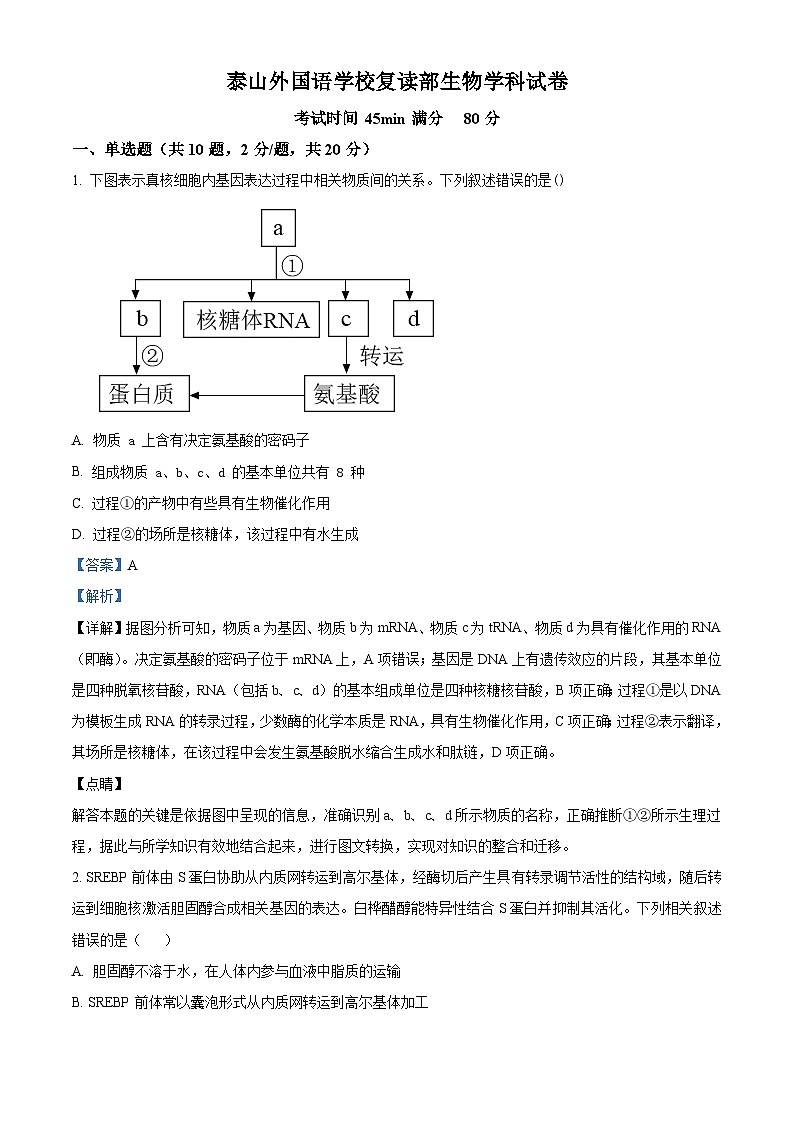 山东省泰安市泰山外国语学校复读部2024-2025学年高三上学期8月测试生物试题(解析版)第1页