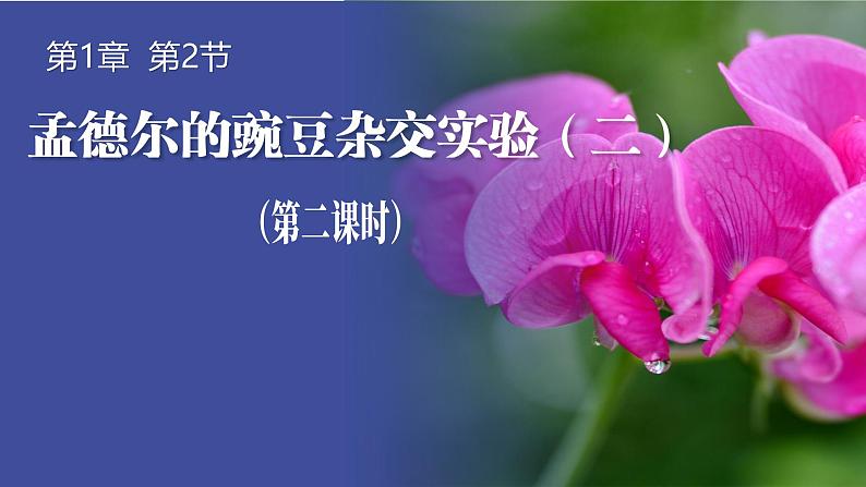 人教版(2019)高中生物必修二1.2《孟德尔的豌豆杂交实验》(二)(第2课时)课件第1页