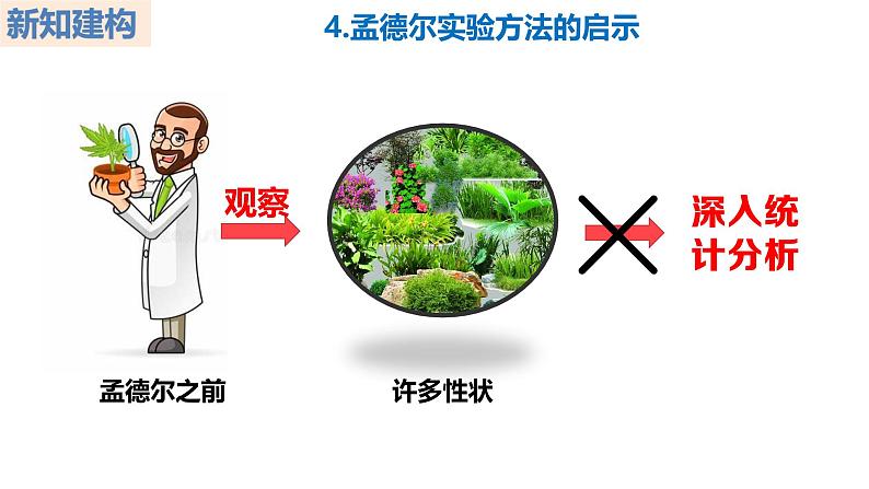 人教版(2019)高中生物必修二1.2《孟德尔的豌豆杂交实验》(二)(第2课时)课件第4页