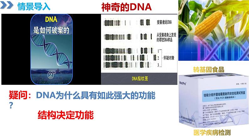 人教版(2019)高中生物必修二3.2《DAN的结构》(2课时)课件第2页