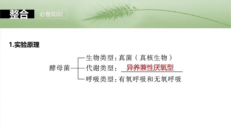 第三单元 第十三课时 细胞呼吸的方式和有氧呼吸-2025年高考生物大一轮复习(课件+讲义+练习)07
