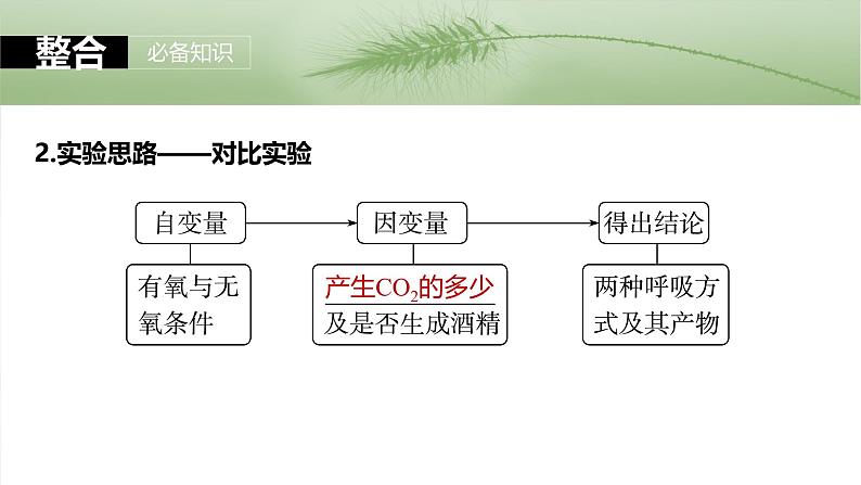 第三单元 第十三课时 细胞呼吸的方式和有氧呼吸-2025年高考生物大一轮复习(课件+讲义+练习)08