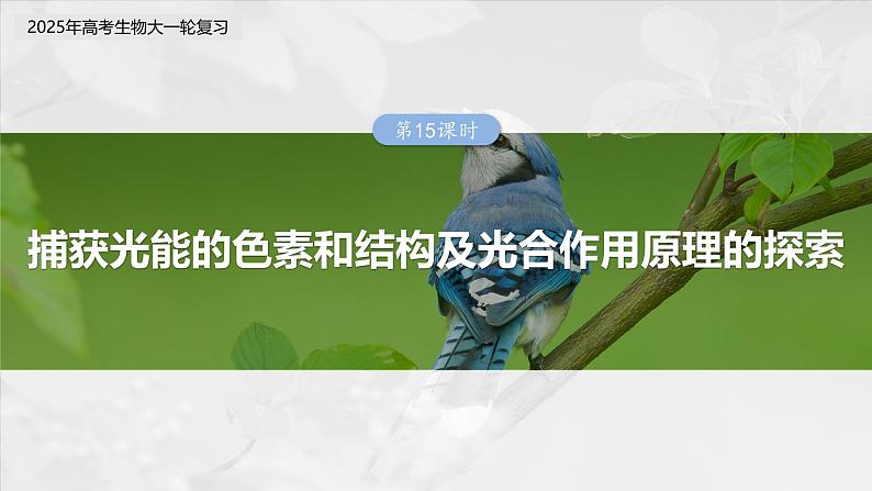 第三单元 第十五课时 捕获光能的色素和结构及光合作用原理的探索-2025年高考生物大一轮复习(课件+讲义+练习)03