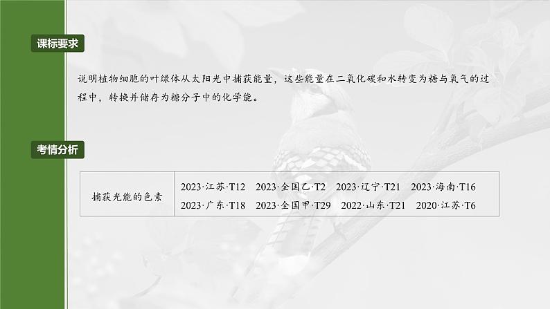 第三单元 第十五课时 捕获光能的色素和结构及光合作用原理的探索-2025年高考生物大一轮复习(课件+讲义+练习)04
