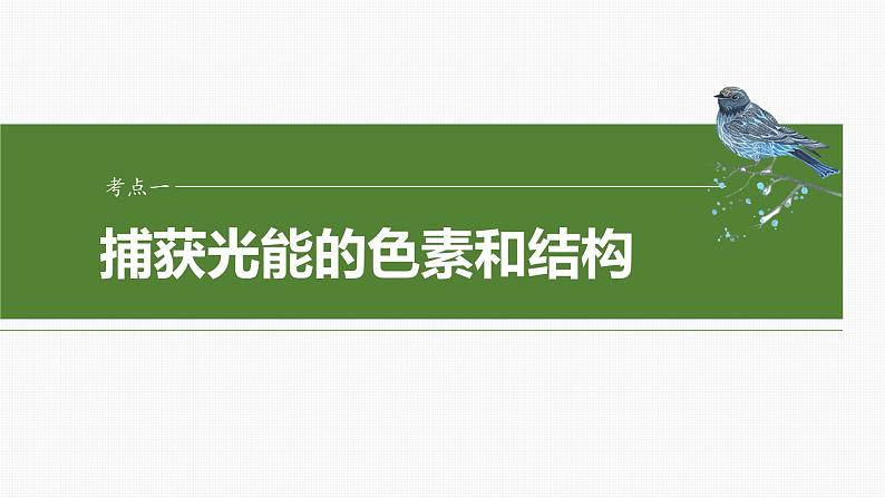 第三单元 第十五课时 捕获光能的色素和结构及光合作用原理的探索-2025年高考生物大一轮复习(课件+讲义+练习)06