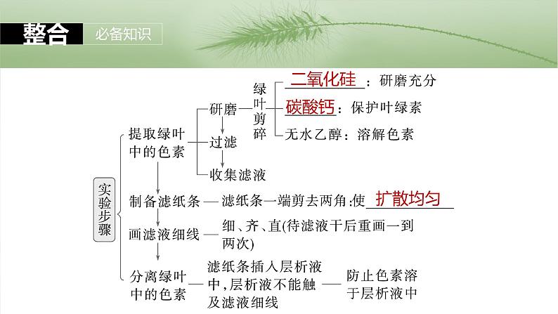 第三单元 第十五课时 捕获光能的色素和结构及光合作用原理的探索-2025年高考生物大一轮复习(课件+讲义+练习)08