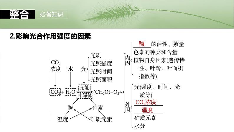 第三单元 第十七课时 光合作用的影响因素及其应用-2025年高考生物大一轮复习(课件+讲义+练习)08