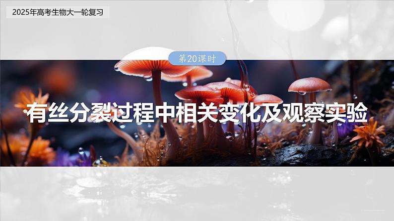 第四单元 第二十课时 有丝分裂过程中相关变化及观察实验-2025年高考生物大一轮复习(课件+讲义+练习)03