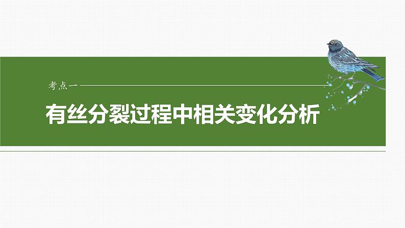 第四单元 第二十课时 有丝分裂过程中相关变化及观察实验-2025年高考生物大一轮复习(课件+讲义+练习)06
