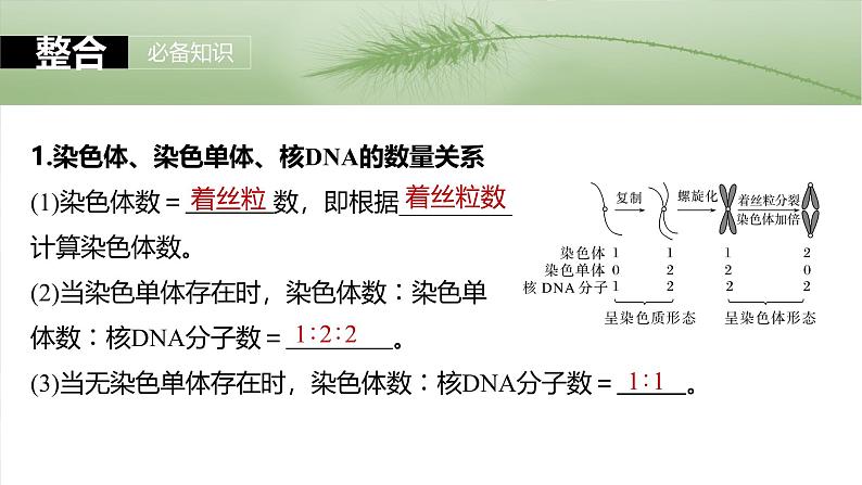 第四单元 第二十课时 有丝分裂过程中相关变化及观察实验-2025年高考生物大一轮复习(课件+讲义+练习)07