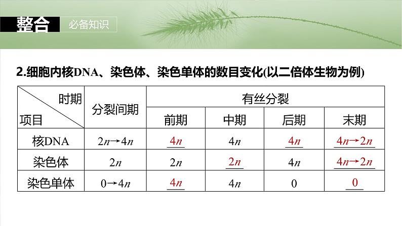 第四单元 第二十课时 有丝分裂过程中相关变化及观察实验-2025年高考生物大一轮复习(课件+讲义+练习)08