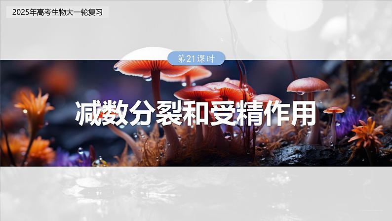 第四单元 第二十一课时 减数分裂和受精作用-2025年高考生物大一轮复习(课件+讲义+练习)03