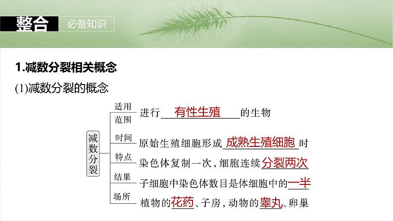 第四单元 第二十一课时 减数分裂和受精作用-2025年高考生物大一轮复习(课件+讲义+练习)05