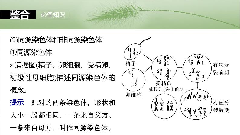 第四单元 第二十一课时 减数分裂和受精作用-2025年高考生物大一轮复习(课件+讲义+练习)06