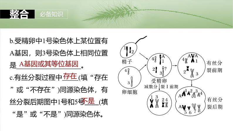 第四单元 第二十一课时 减数分裂和受精作用-2025年高考生物大一轮复习(课件+讲义+练习)07