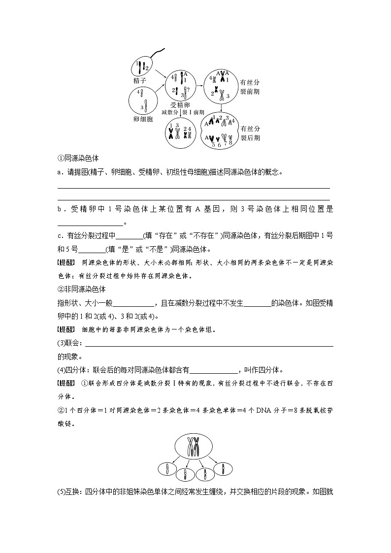 第四单元 第二十一课时 减数分裂和受精作用-2025年高考生物大一轮复习(课件+讲义+练习)02