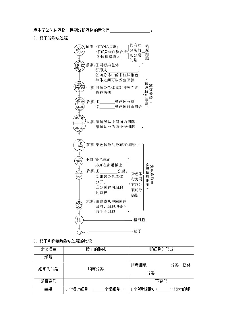 第四单元 第二十一课时 减数分裂和受精作用-2025年高考生物大一轮复习(课件+讲义+练习)03