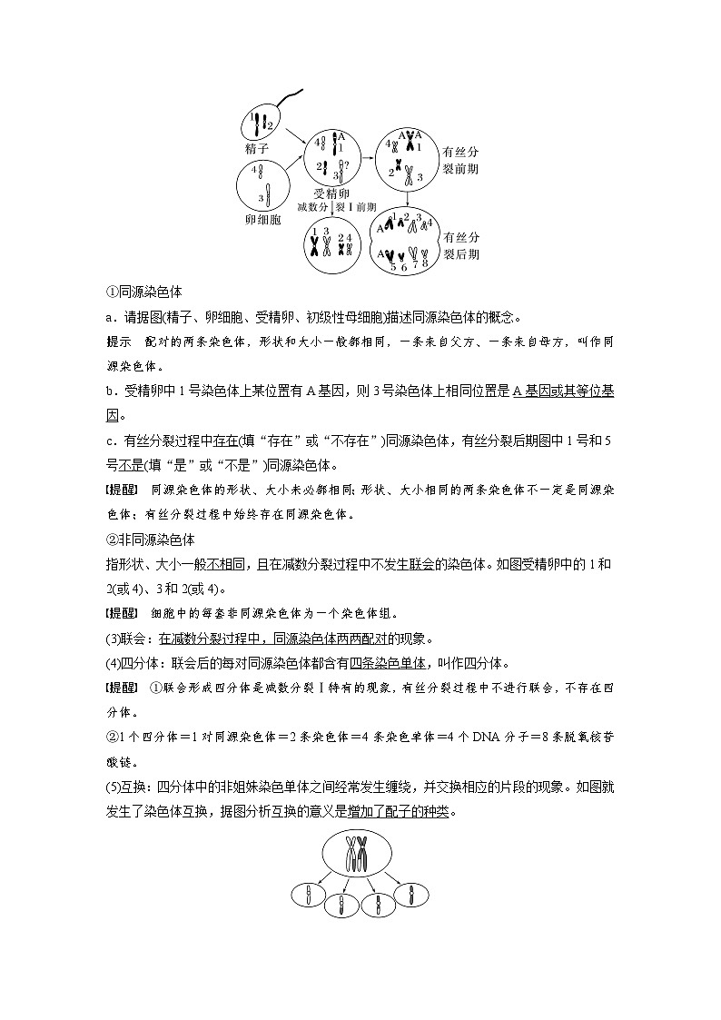 第四单元 第二十一课时 减数分裂和受精作用-2025年高考生物大一轮复习(课件+讲义+练习)02