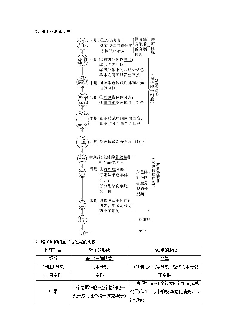 第四单元 第二十一课时 减数分裂和受精作用-2025年高考生物大一轮复习(课件+讲义+练习)03