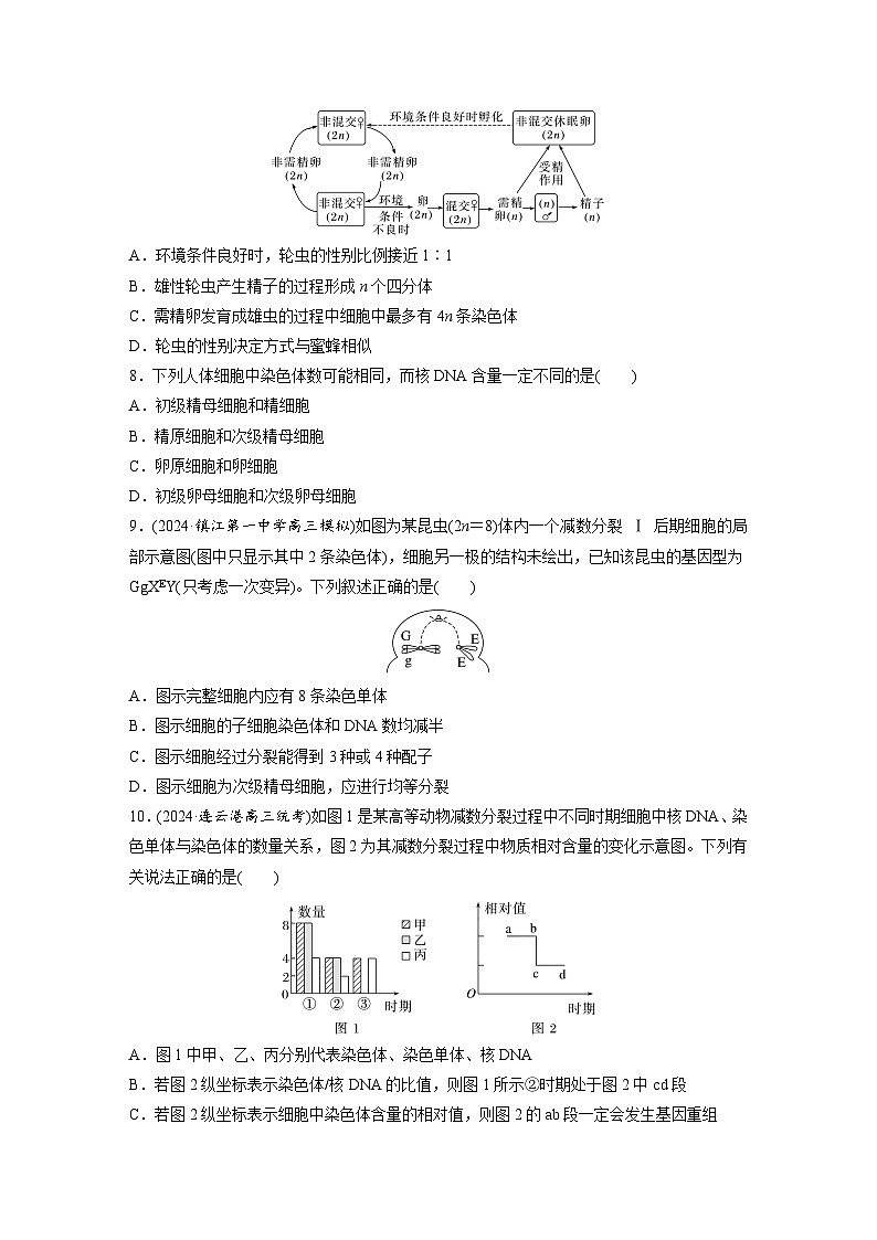 第四单元 第二十一课时 减数分裂和受精作用-2025年高考生物大一轮复习(课件+讲义+练习)03