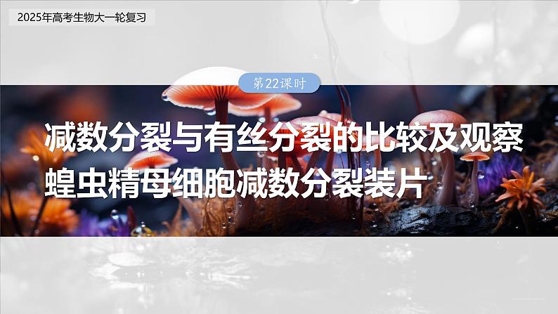 第四单元 第22课时 减数分裂与有丝分裂的比较及观察蝗虫精母细胞减数分裂装片第3页