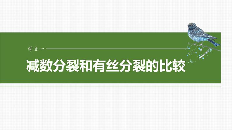 第四单元 第22课时 减数分裂与有丝分裂的比较及观察蝗虫精母细胞减数分裂装片第6页