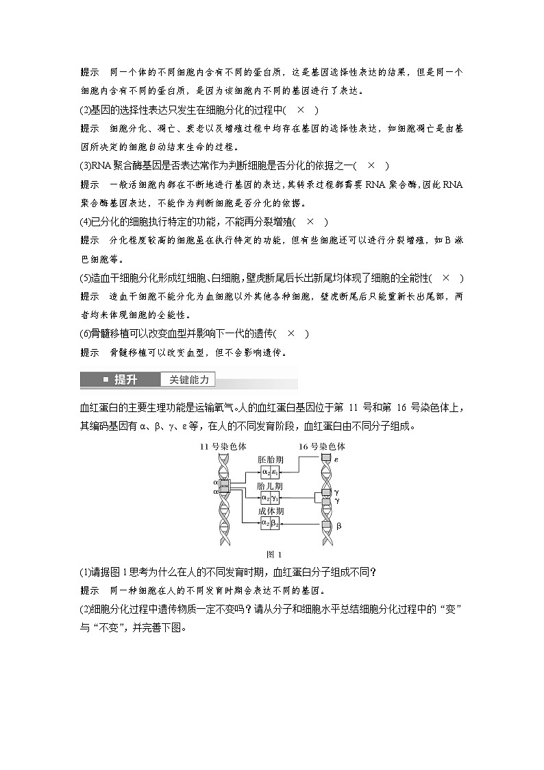 第四单元 第23课时 细胞的分化、衰老和死亡-2025年高考生物大一轮复习(课件+讲义+练习)教师版第3页