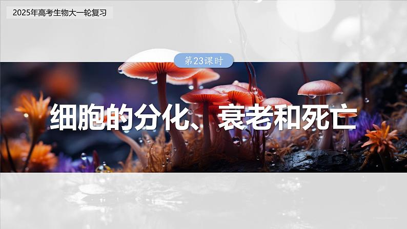第四单元 第23课时 细胞的分化、衰老和死亡第3页