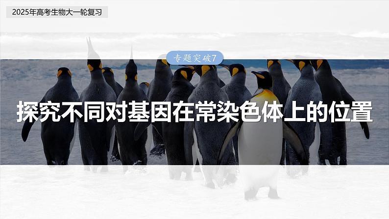 第五单元 专题突破7 探究不同对基因在常染色体上的位置第3页
