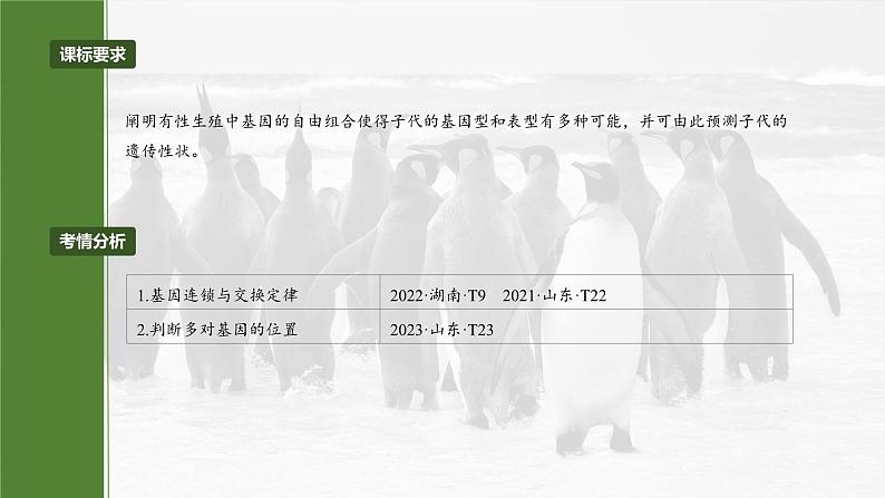 第五单元 专题突破7 探究不同对基因在常染色体上的位置第4页