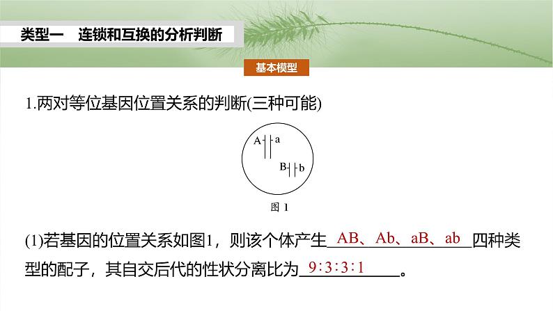 第五单元 专题突破7 探究不同对基因在常染色体上的位置第5页